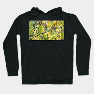 Black-capped Chickadee Perched On a Tree Branch Hoodie